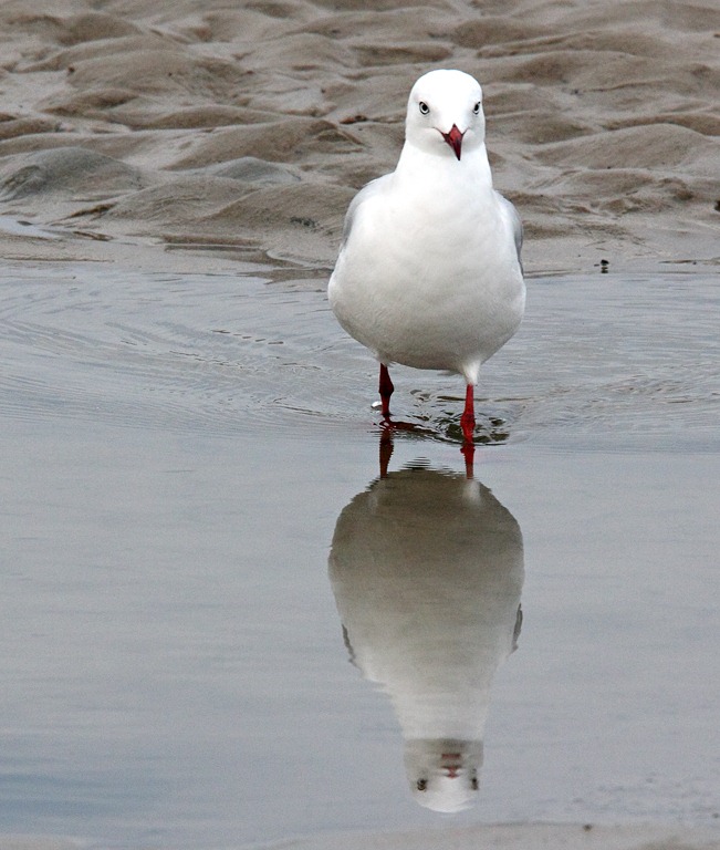 Seagull.jpg – Let's Go Travel Australia