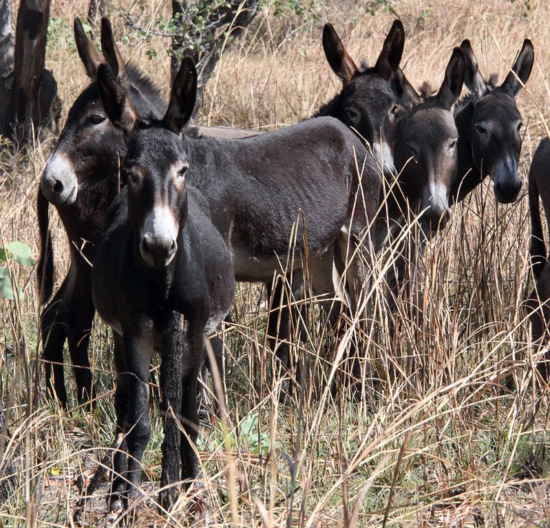 Wild-Donkeys – Let's Go Travel Australia