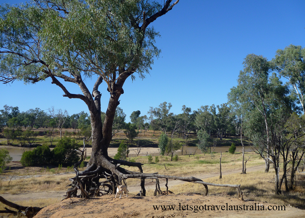 Camp-area-at-Balonne-River-St-George-5